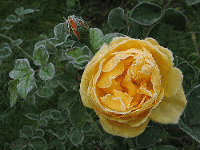 Die Rose